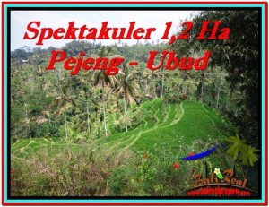 FOR SALE Exotic 12,000 m2 LAND IN UBUD TJUB520