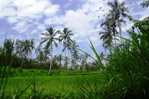 Land for sale in Ubud suitable for villa or ressort hotel – LUB071