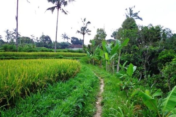 Land for sale in Ubud natural green views – LUB091