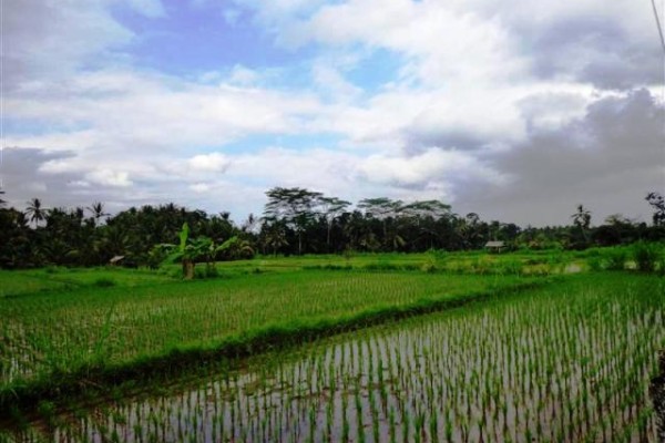 Land for sale in Ubud view of the river and rice fields – LUB092