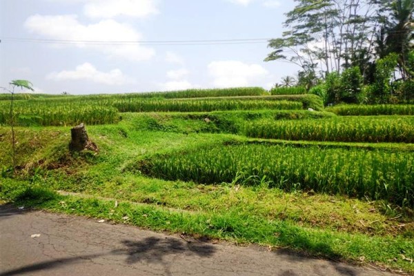 Land for sale in Ubud by roadside with rice fields view – LUB124