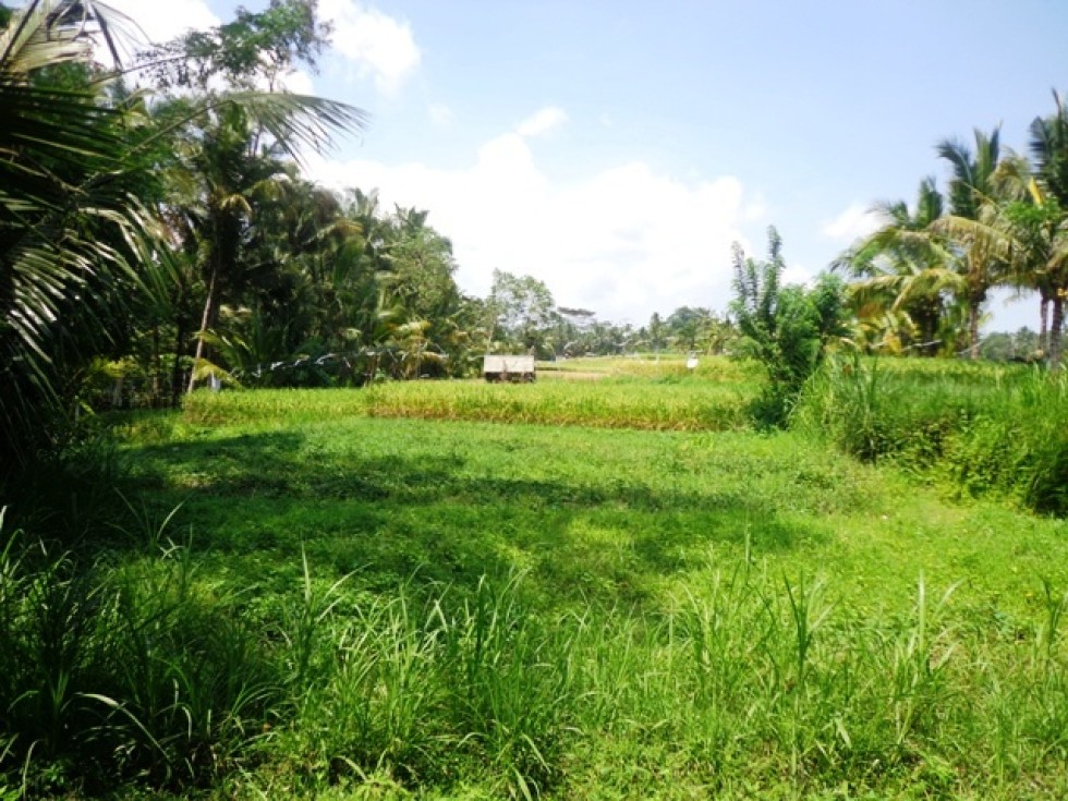 Land for sale in Ubud amazing rice field and forest view – LUB139