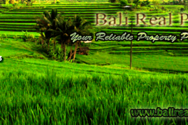 Affordable Land for sale in Ubud and Property investment in Bali