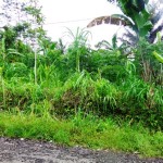 Land for sale in Ubud Bali - LUB157