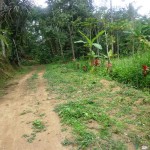 Land for sale in ubud bali - LUB011