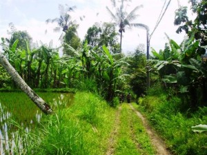 land for sale in ubud LUB071