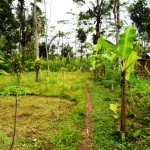 land for sale in ubud bali LUB074