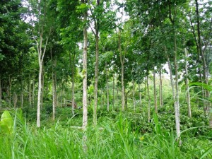 Land for sale in Ubud Tegalalang - LUB146