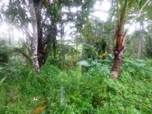 Land for sale in Ubud Tegalalang - LUB149