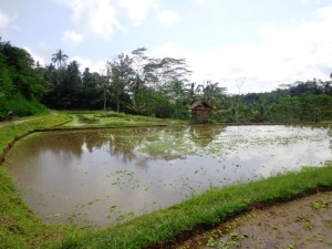 Land for sale in Ubud Bali - LUB189