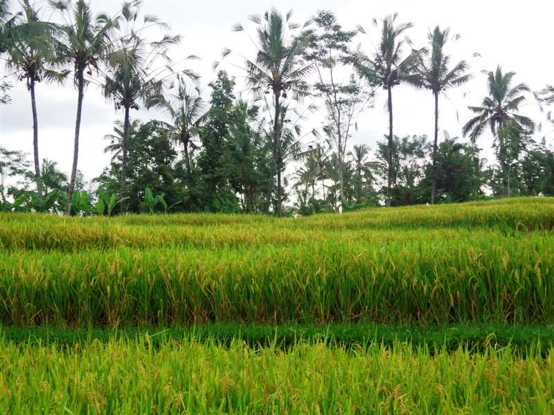 Land for sale in Ubud Tegalalang 