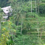 land for sale in Ubud Bali