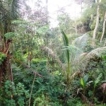 land for sale in Ubud Bali