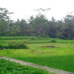 Ubud land sale