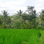 Ubud land sale