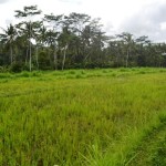 Land in Ubud for sale