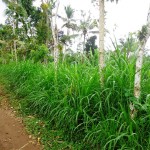 UBud land for sale in Bali