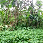 Ubud land for sale in Bali