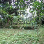 land sale in Ubud Bali