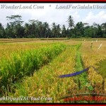 Exotic PROPERTY 1,500 m2 LAND FOR SALE IN Sentral Ubud TJUB488