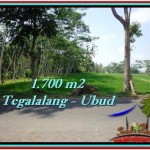 LAND SALE IN Ubud Tegalalang BALI TJUB518