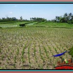 Beautiful 2,000 m2 LAND FOR SALE IN Ubud Tegalalang TJUB529