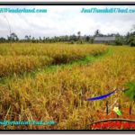 Affordable PROPERTY Ubud Tegalalang BALI LAND FOR SALE TJUB606