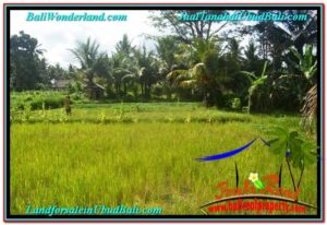 Magnificent PROPERTY 400 m2 LAND SALE IN Ubud Pejeng TJUB627