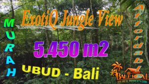 FOR SALE Magnificent 5,450 m2 LAND in Ubud Tampaksiring BALI TJUB869
